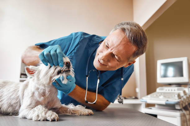 Best Pediatric Emergency Dentist in Dawsonville, GA